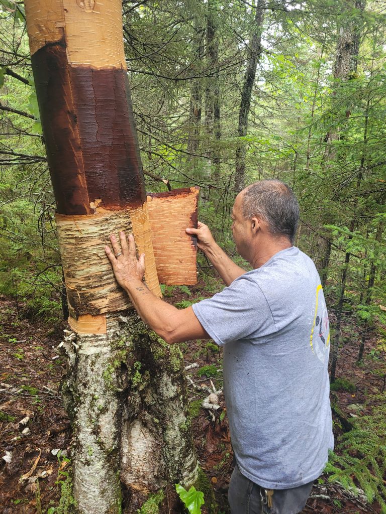 Birch Bark Harvesting with Dale Dana Wabanaki Public Health & Wellness
